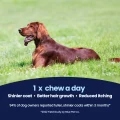 GoShine CHEWS img – 2