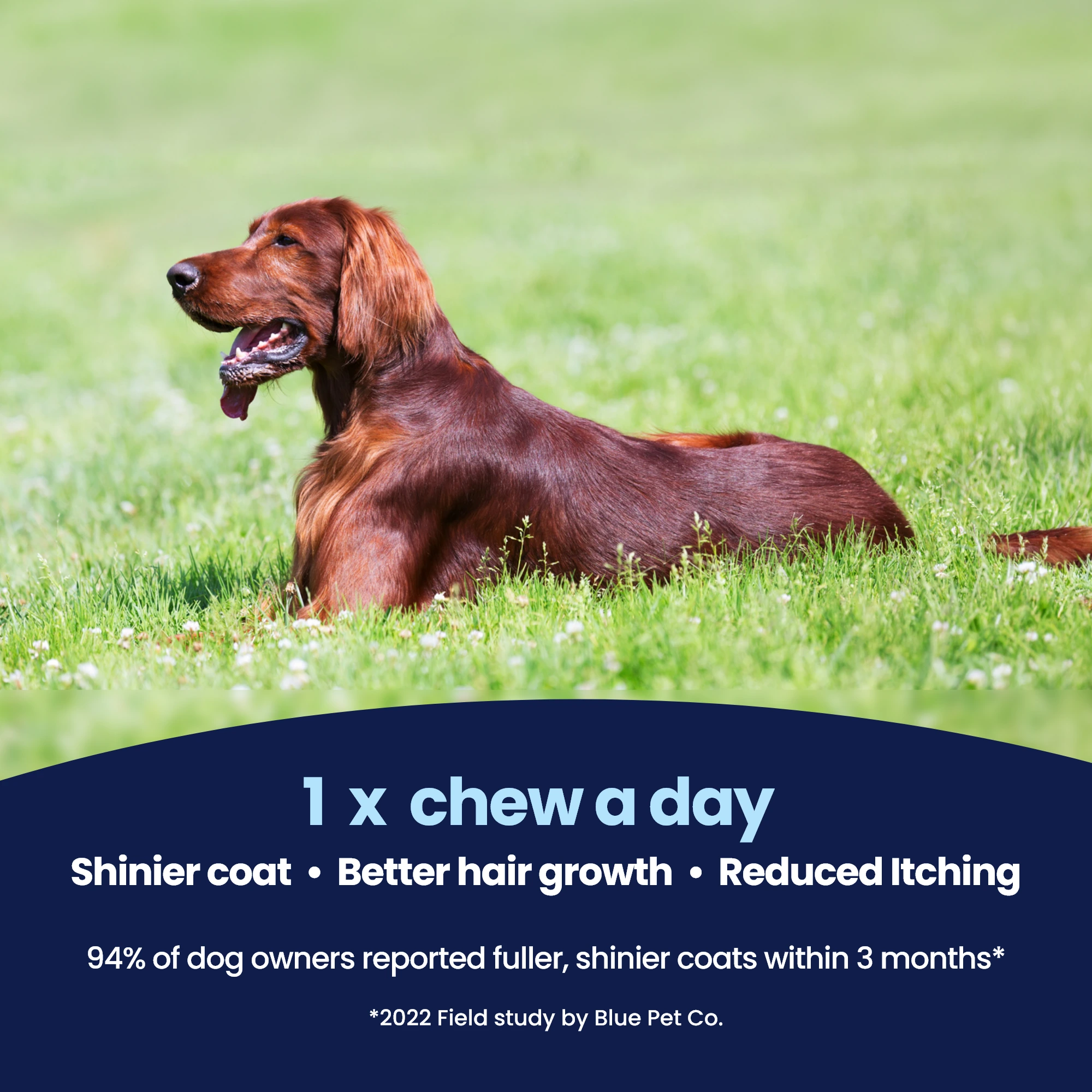 GoShine CHEWS img – 2 GoShine CHEWS img – 2
