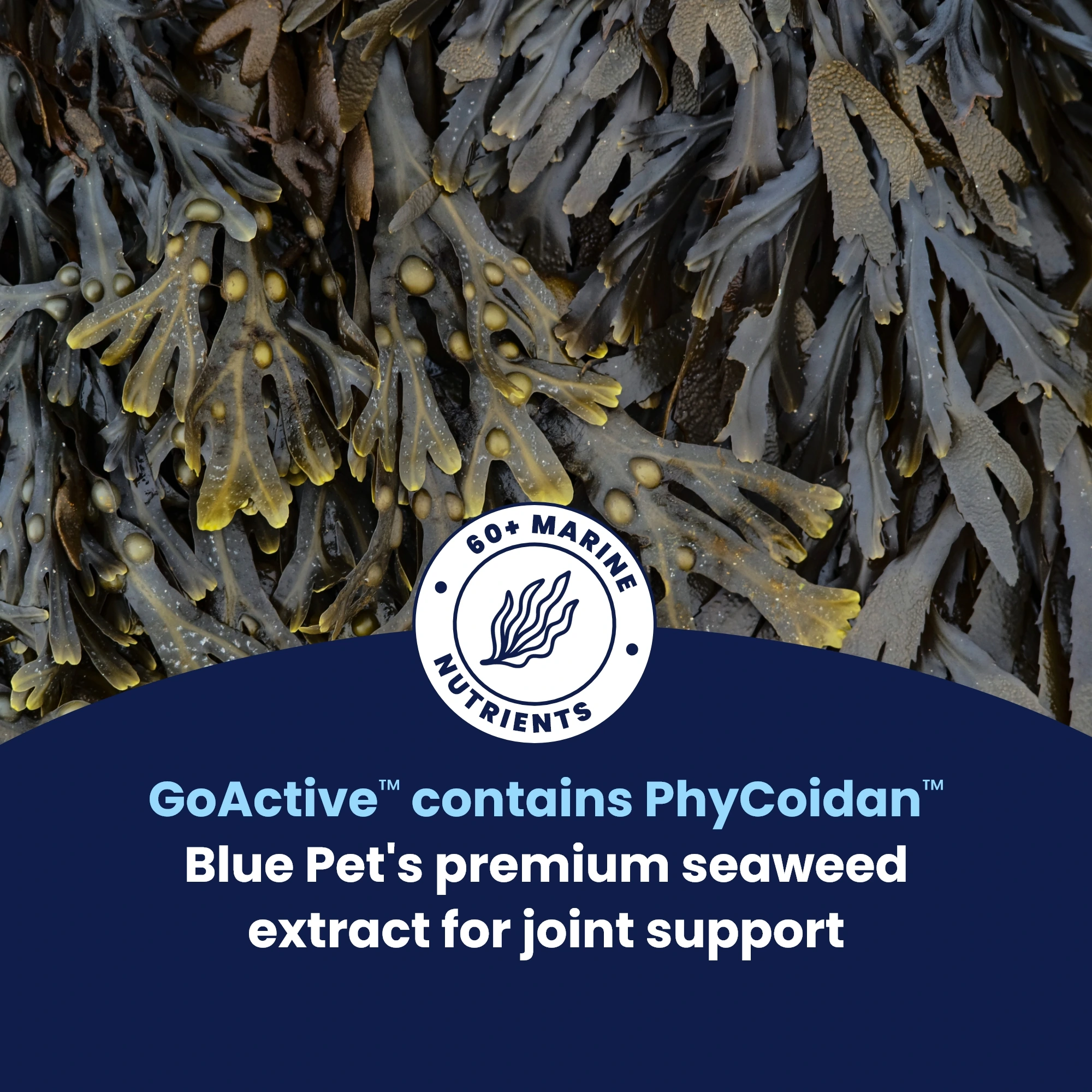 GoActive Seaweed Extract – 3 GoActive Seaweed Extract – 3