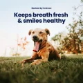 GoSmile CHEWS img1 – 1