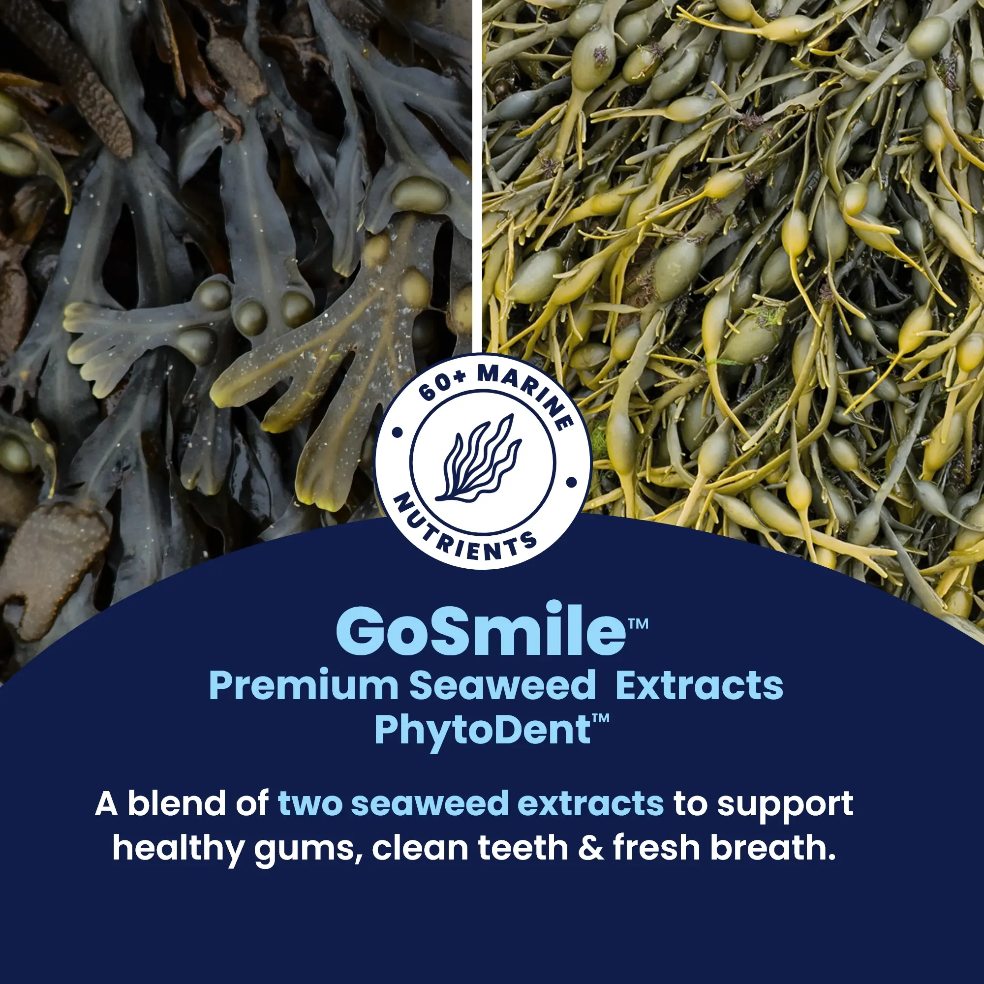 GoSmile - Seaweed Extracts (1) GoSmile - Seaweed Extracts (1)