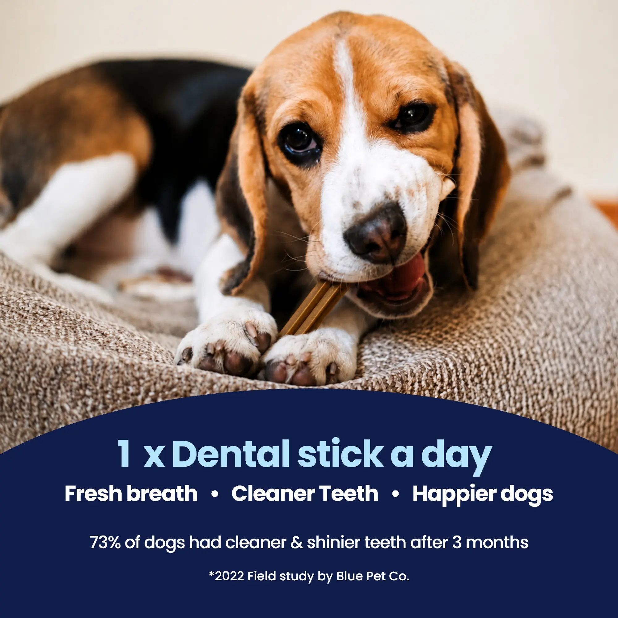 GoSmile - Vet – 1 GoSmile - Vet – 1