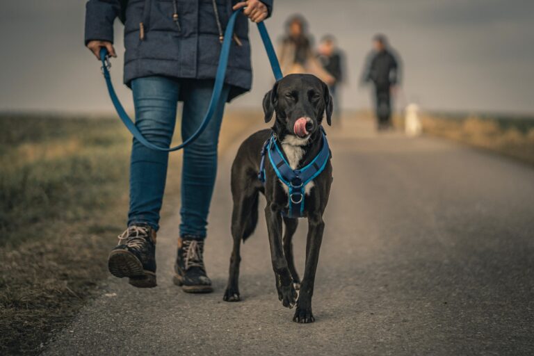 Getting Your Over-Reactive Dog Ready for Training