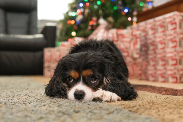 Managing Dogs (and puppies) At Christmas