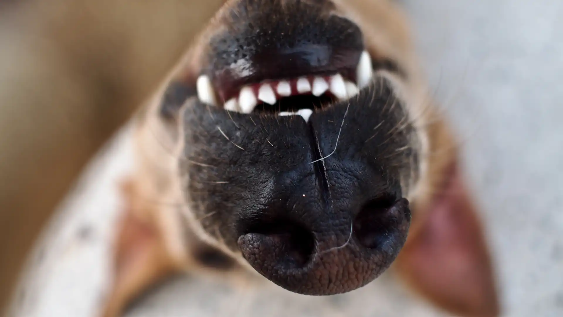 Fighting Dog Halitosis: Understanding Causes & Solutions