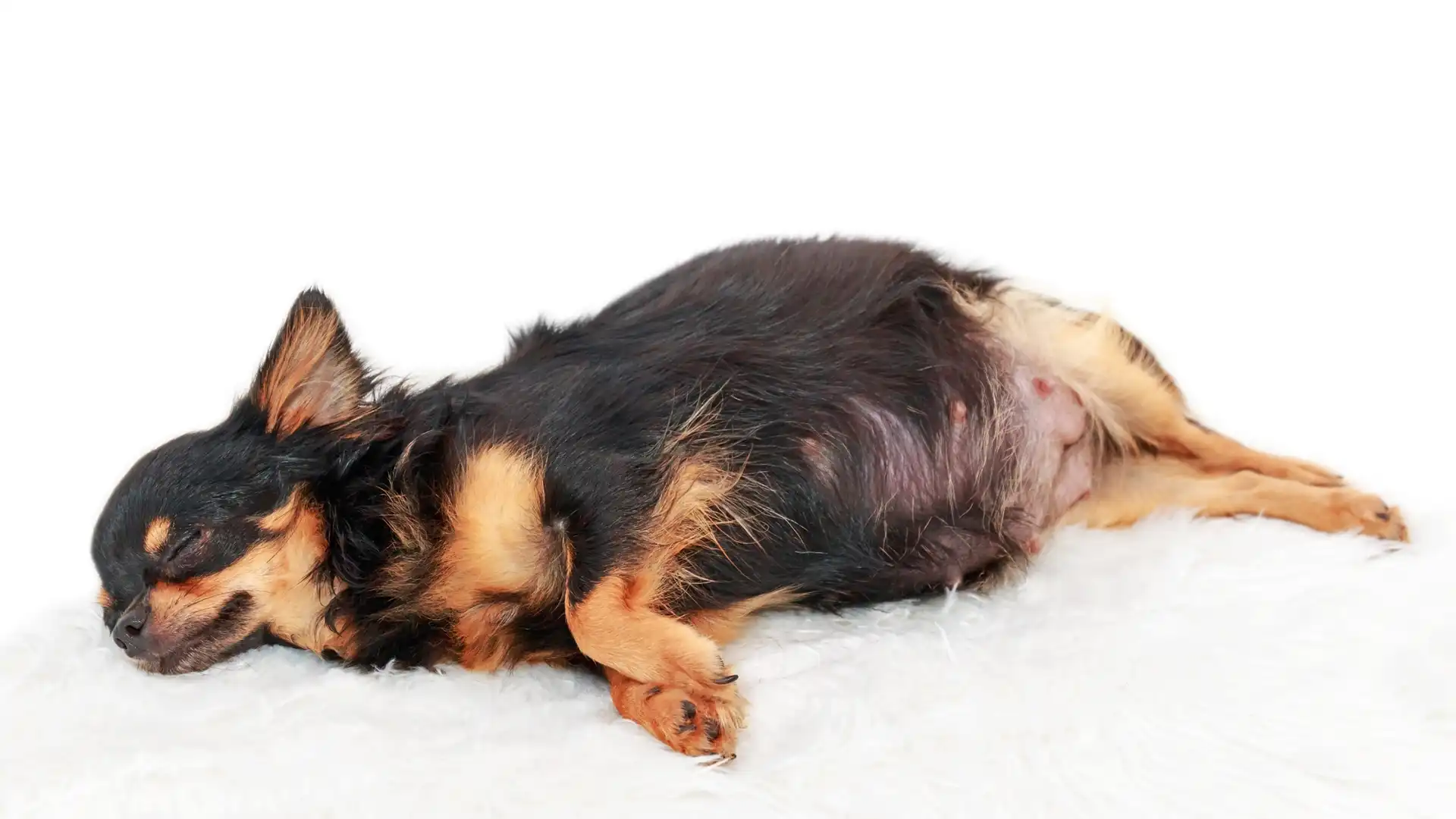 Preparing for Dog Birth: Essential Tips for Expecting Canine Mothers
