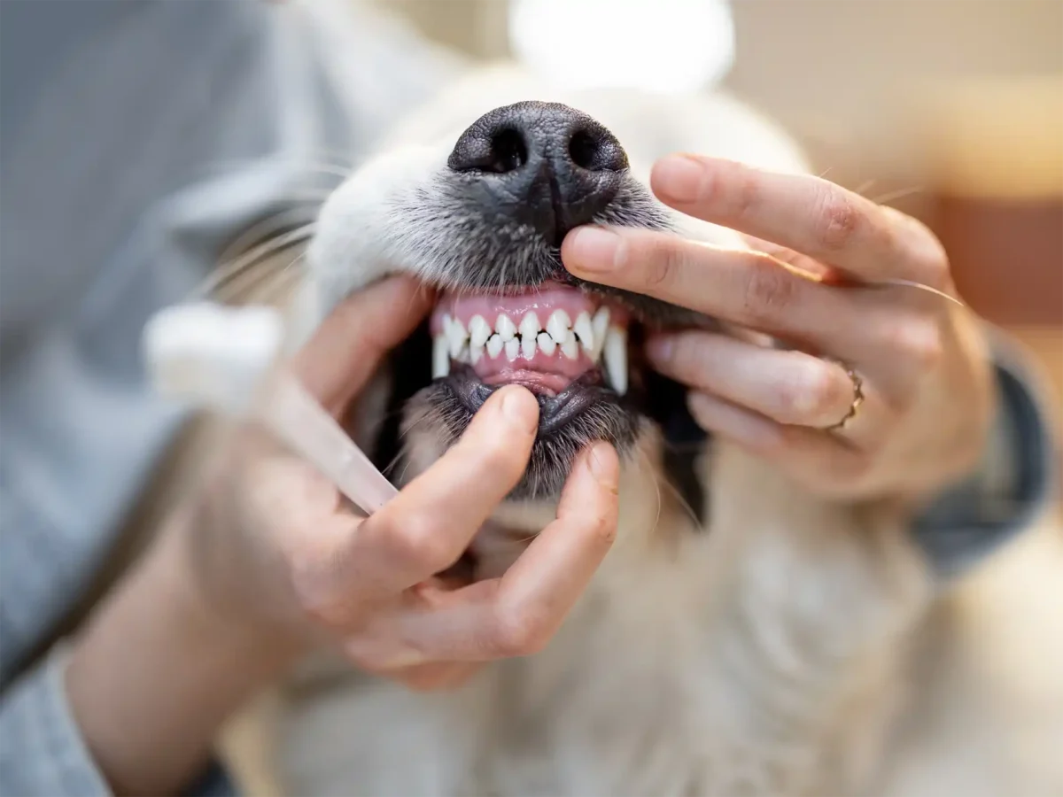 Pet Dental Health Awareness