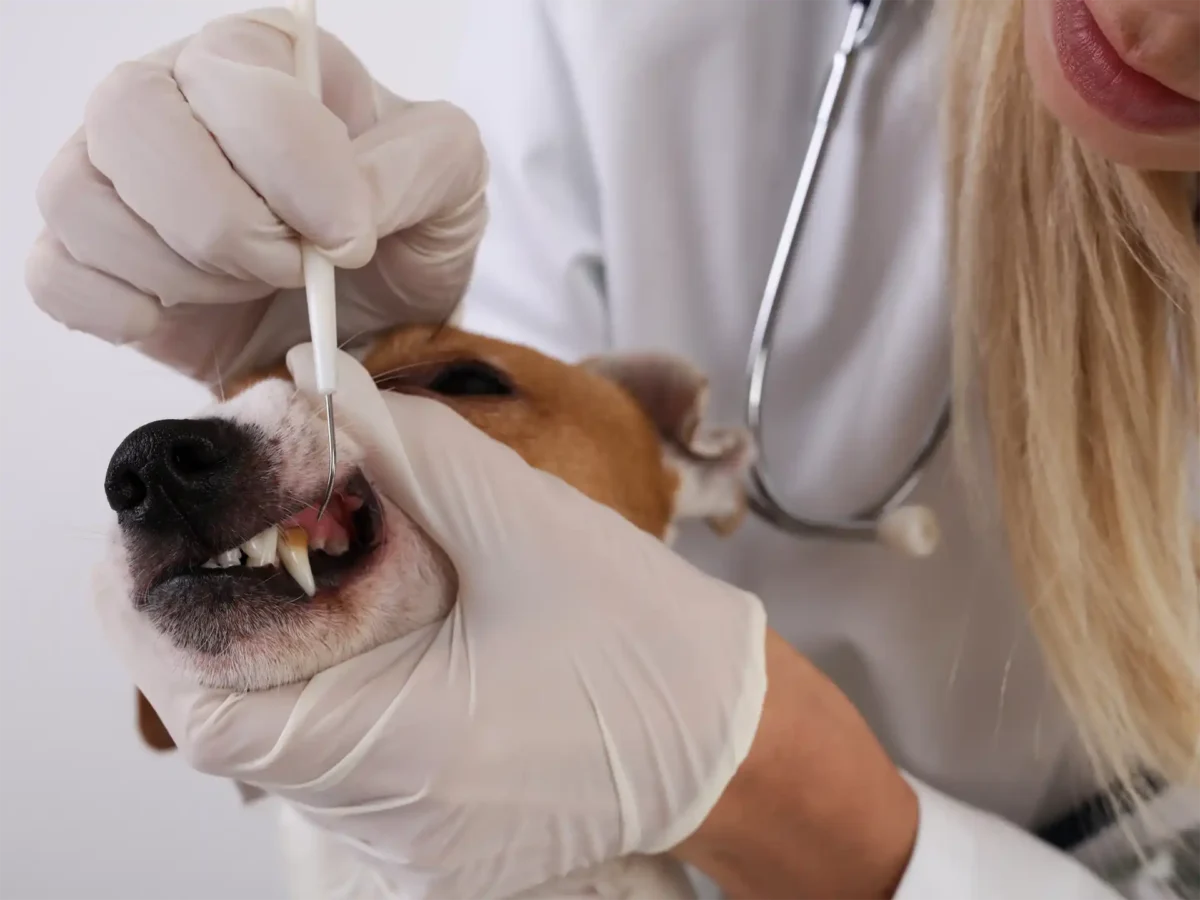 Dog Dental Health Awareness