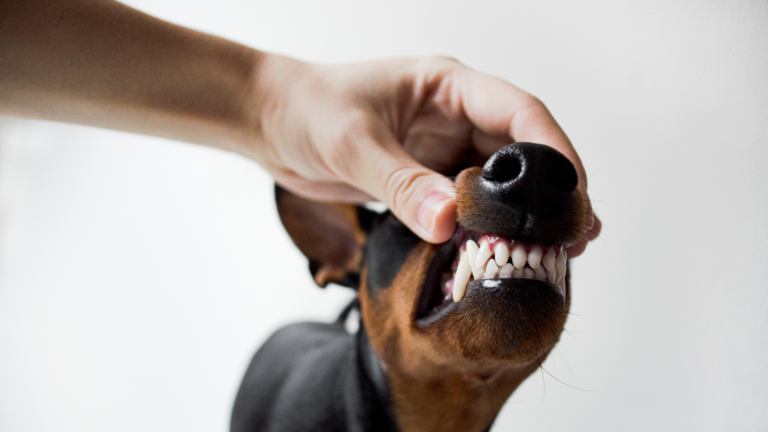 A guide to brushing your dog’s teeth properly.
