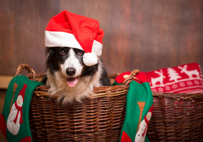 The Do’s and Don’ts of feeding your dog Christmas food.