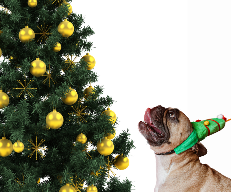 How to keep your dog away from your Christmas Tree