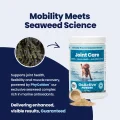 GoActive POWDER - 1 Seaweed