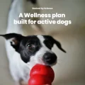 GoActive Powder Wellness Plan