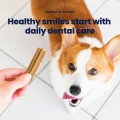 GoSmile Dental Sticks