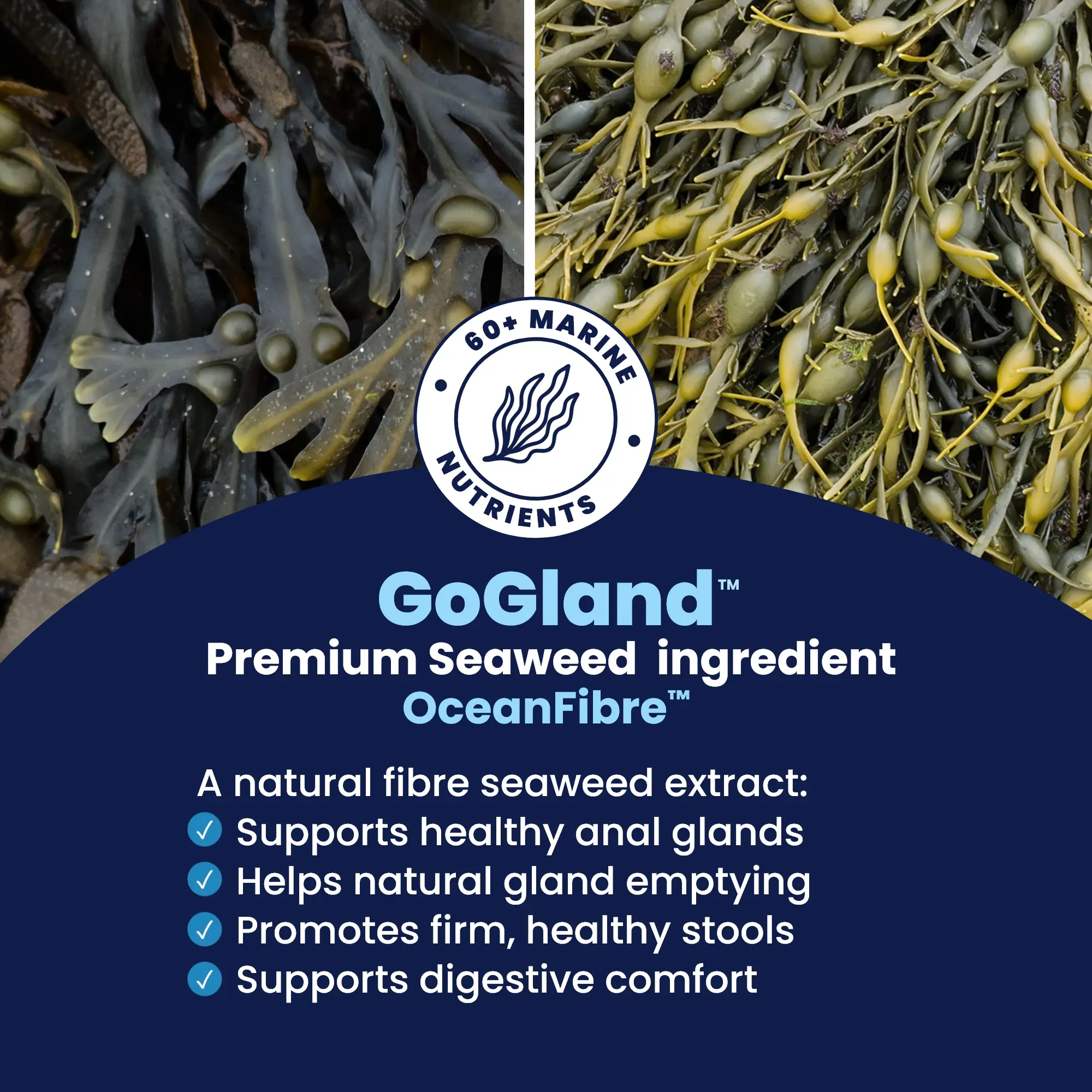 GoGland - 2 Seaweed extracts GoGland - 2 Seaweed extracts