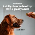 GoShine Chews Wellness Plan