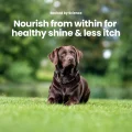 GoShine CHEWS img – 3