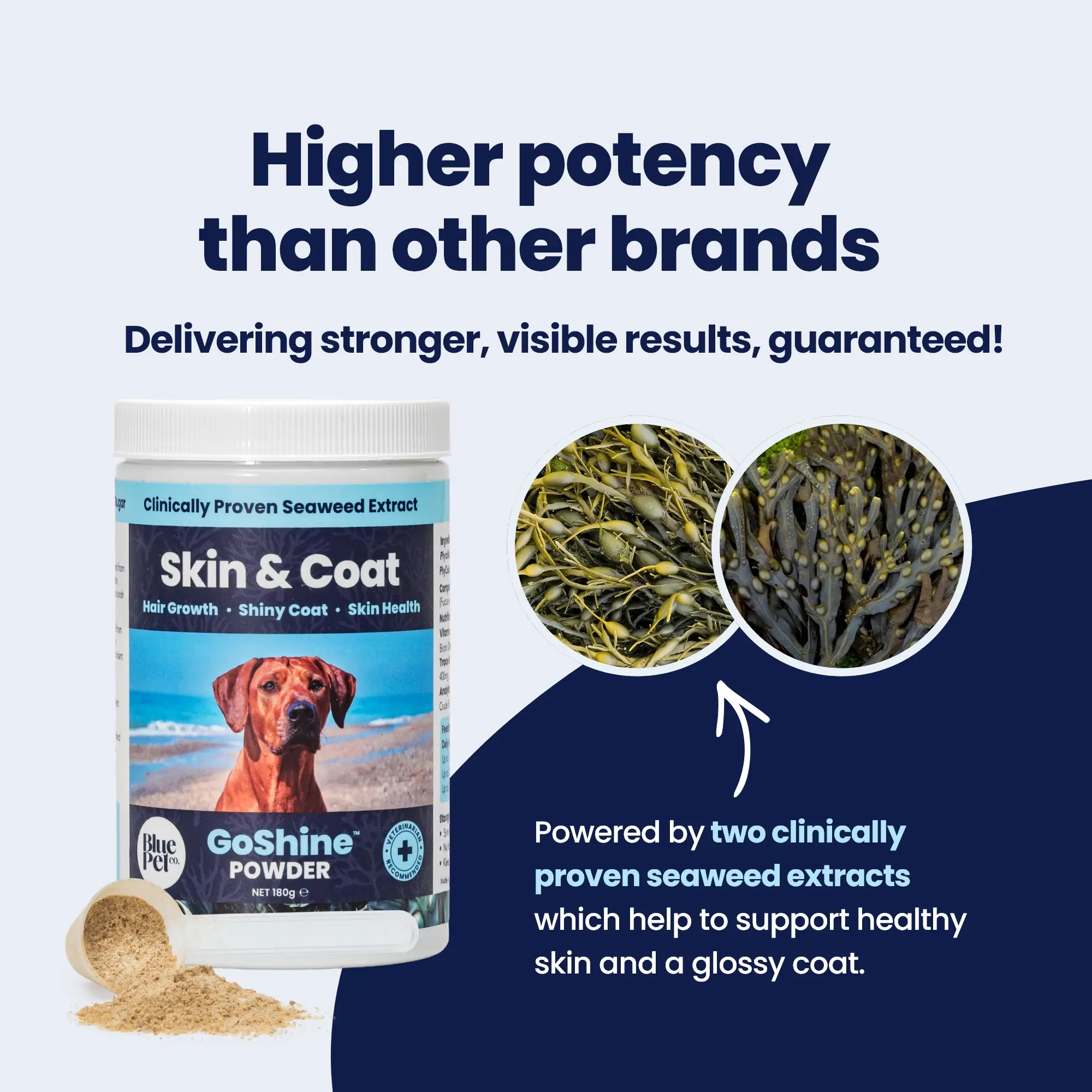 GoShine POWDER - 2 Seaweeds (2) GoShine POWDER - 2 Seaweeds (2)