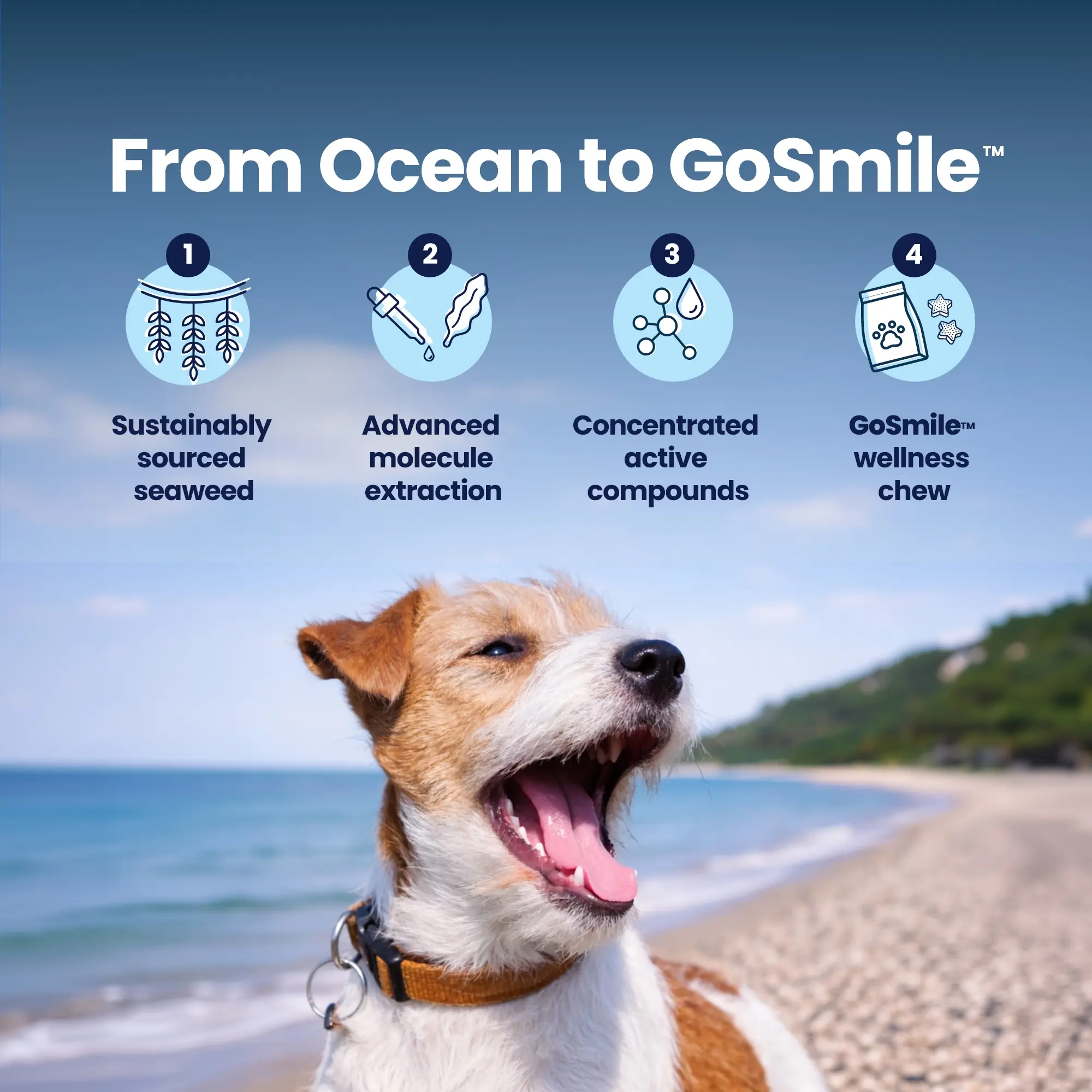 GoSmile POWDER - Ocean to GoSmile GoSmile POWDER - Ocean to GoSmile