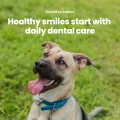 GoSmile Dental Powder Formula