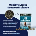 GoActive CHEWS - Seaweeds