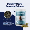 GoActive POWDER - 1 Seaweed