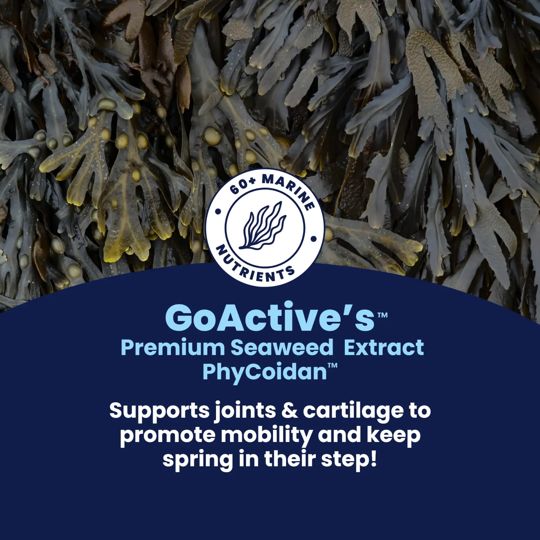 GoActive Seaweed Extract – 3 GoActive Seaweed Extract – 3