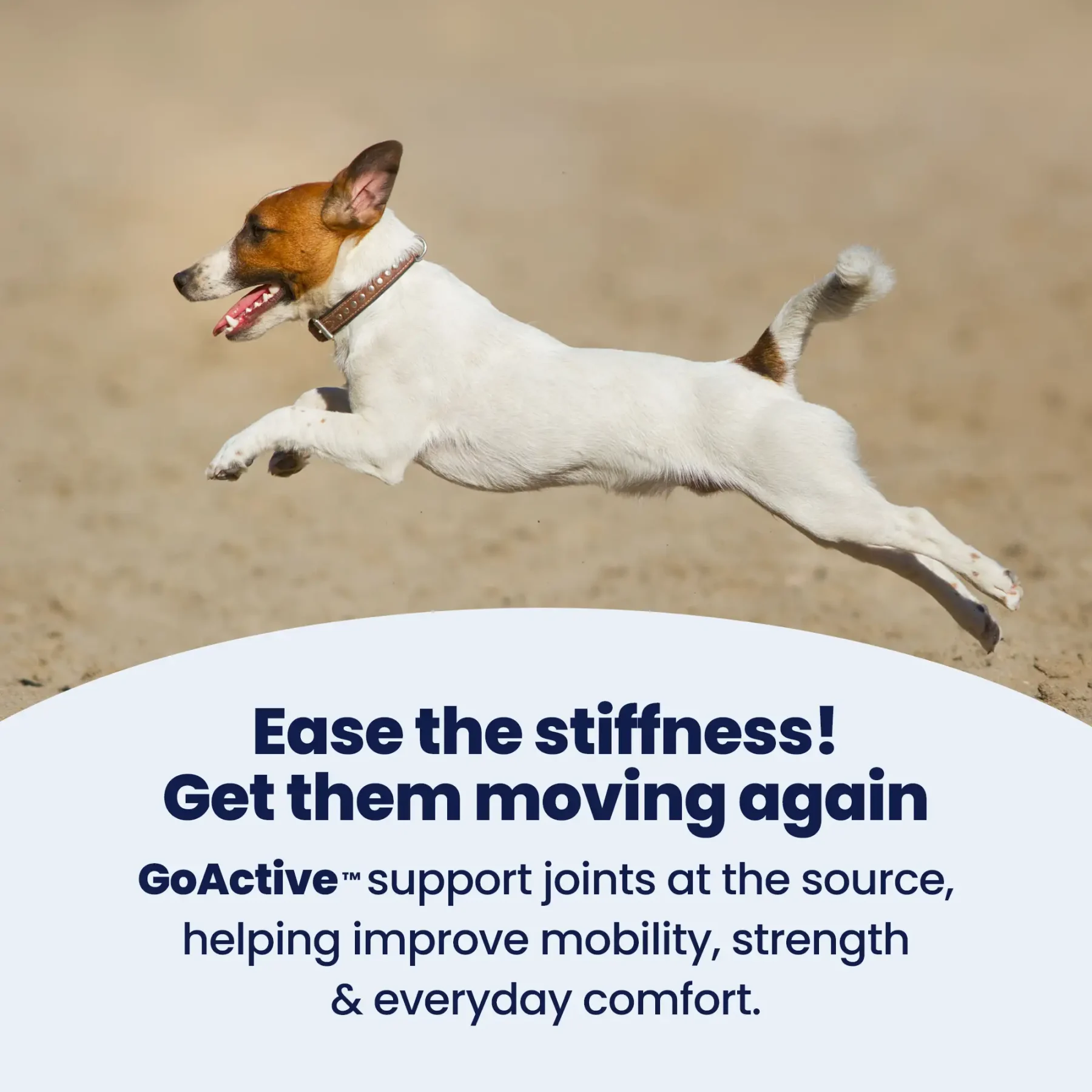 GoActive Supports Joints – 3 GoActive Supports Joints – 3