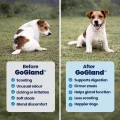 GoGland - B&A