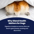GoGland - Why it Matters