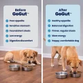 GoGut B&A