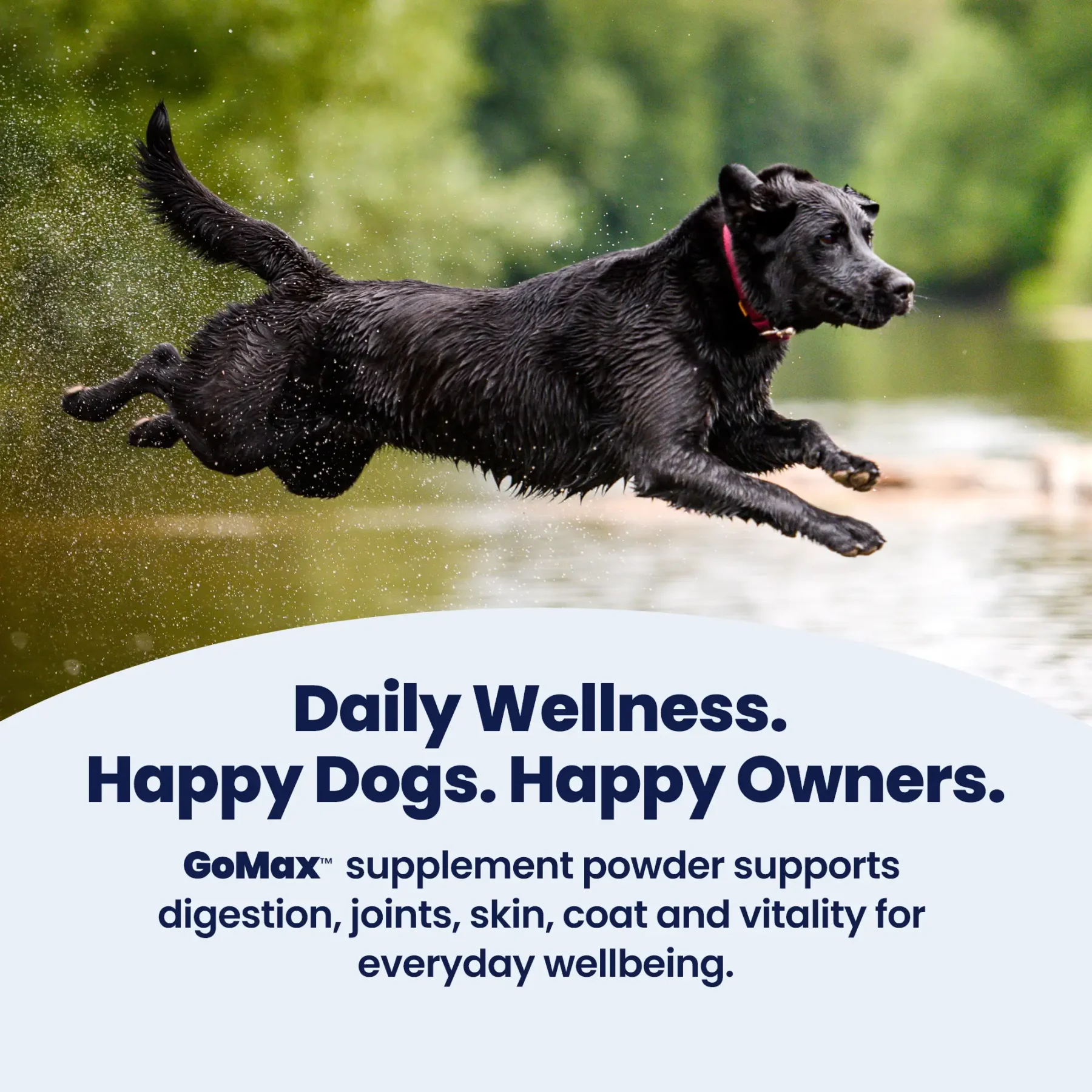 GoMax - Happy Dogs GoMax - Happy Dogs