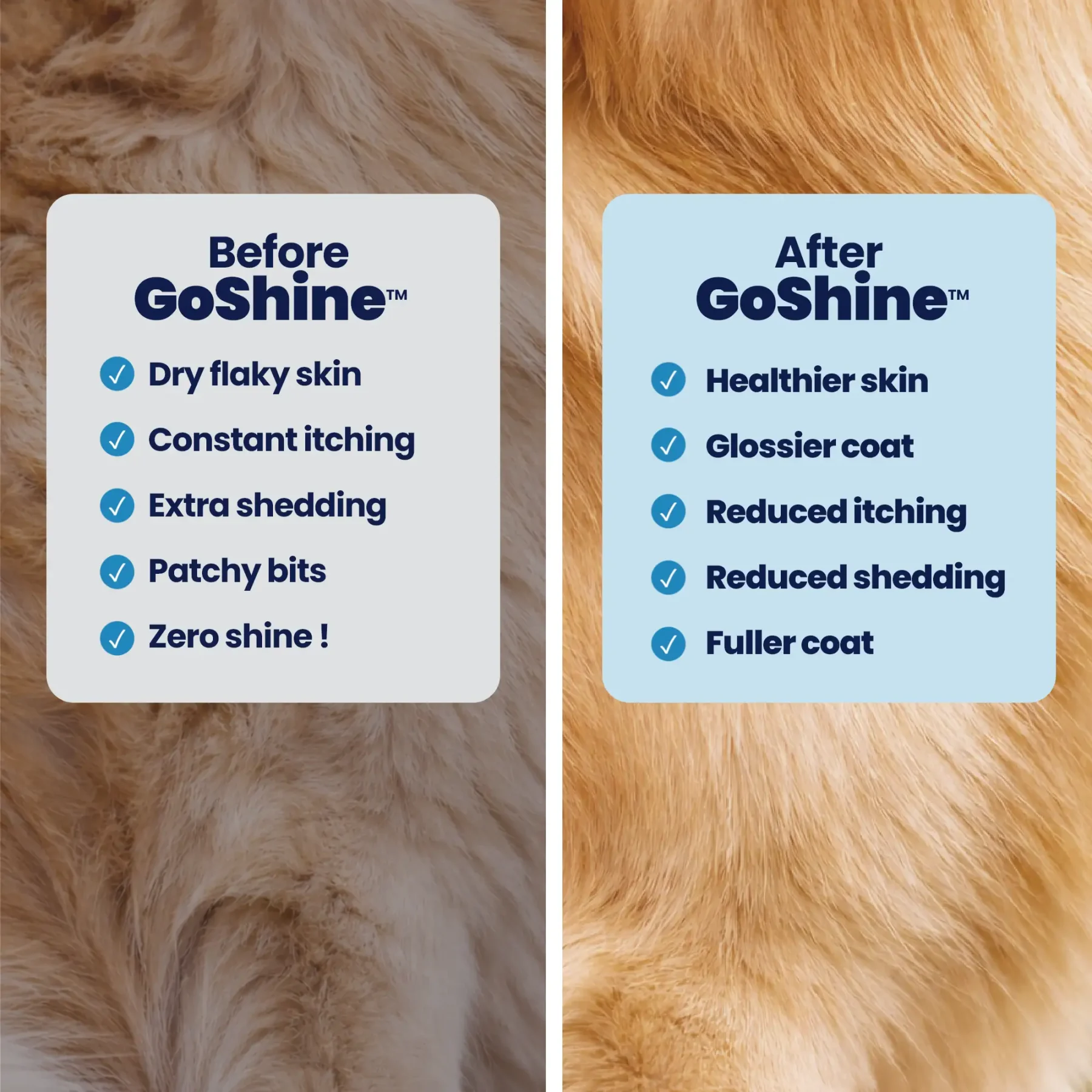 GoShine B&A GoShine B&A