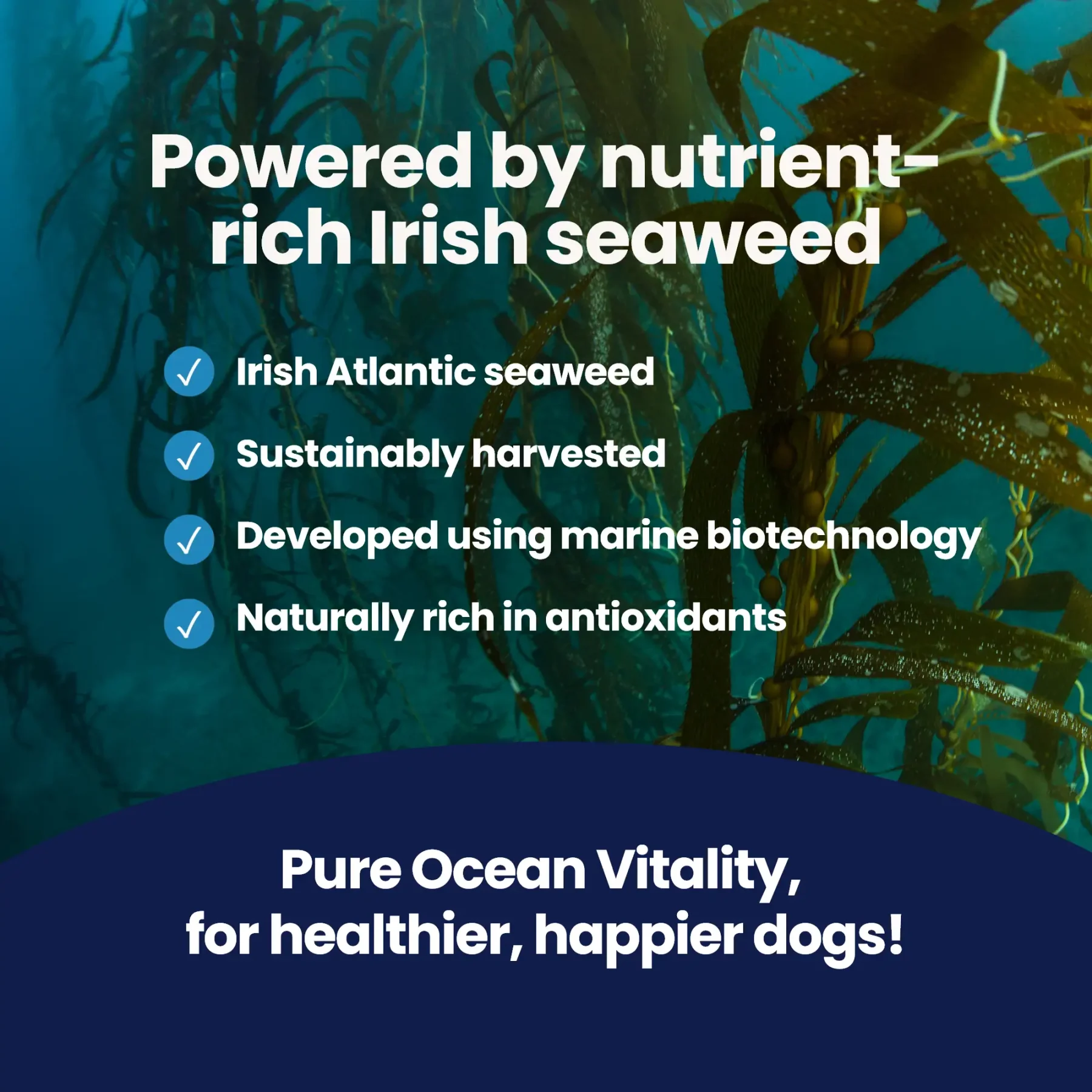 GoShine GENERIC - Seaweed GoShine GENERIC - Seaweed