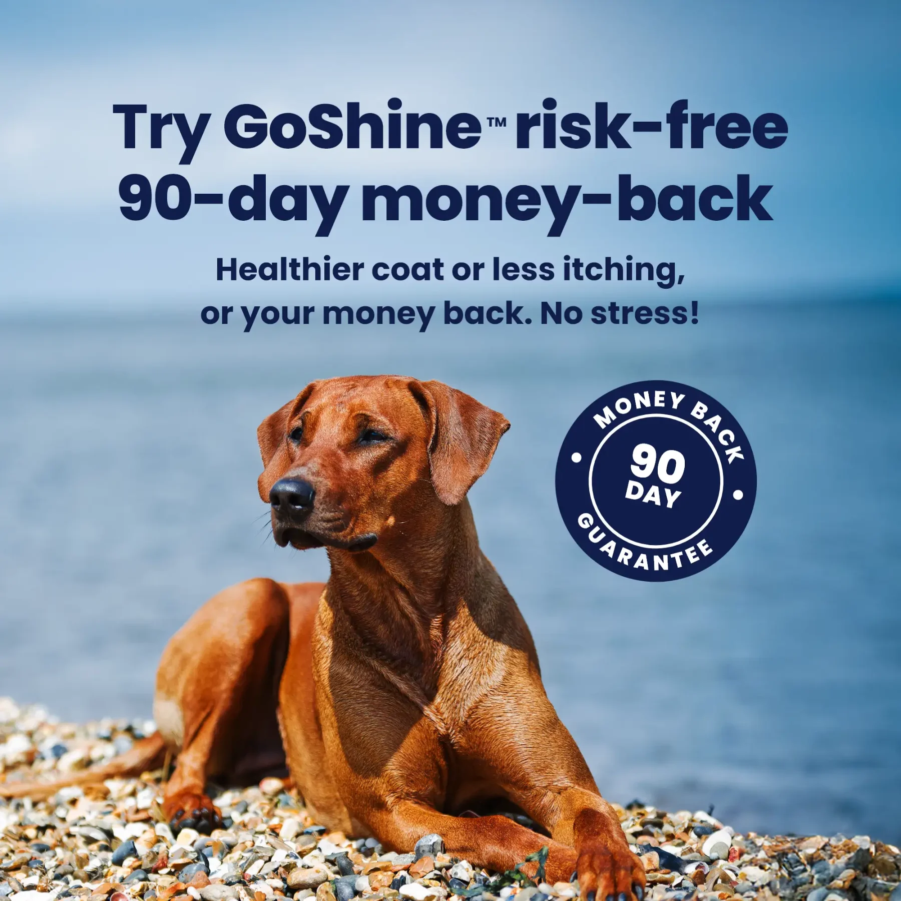 GoShine Guarantee GoShine Guarantee