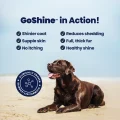 GoShine in Action