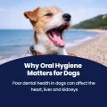 GoSmile POWDER - Oral Hygiene