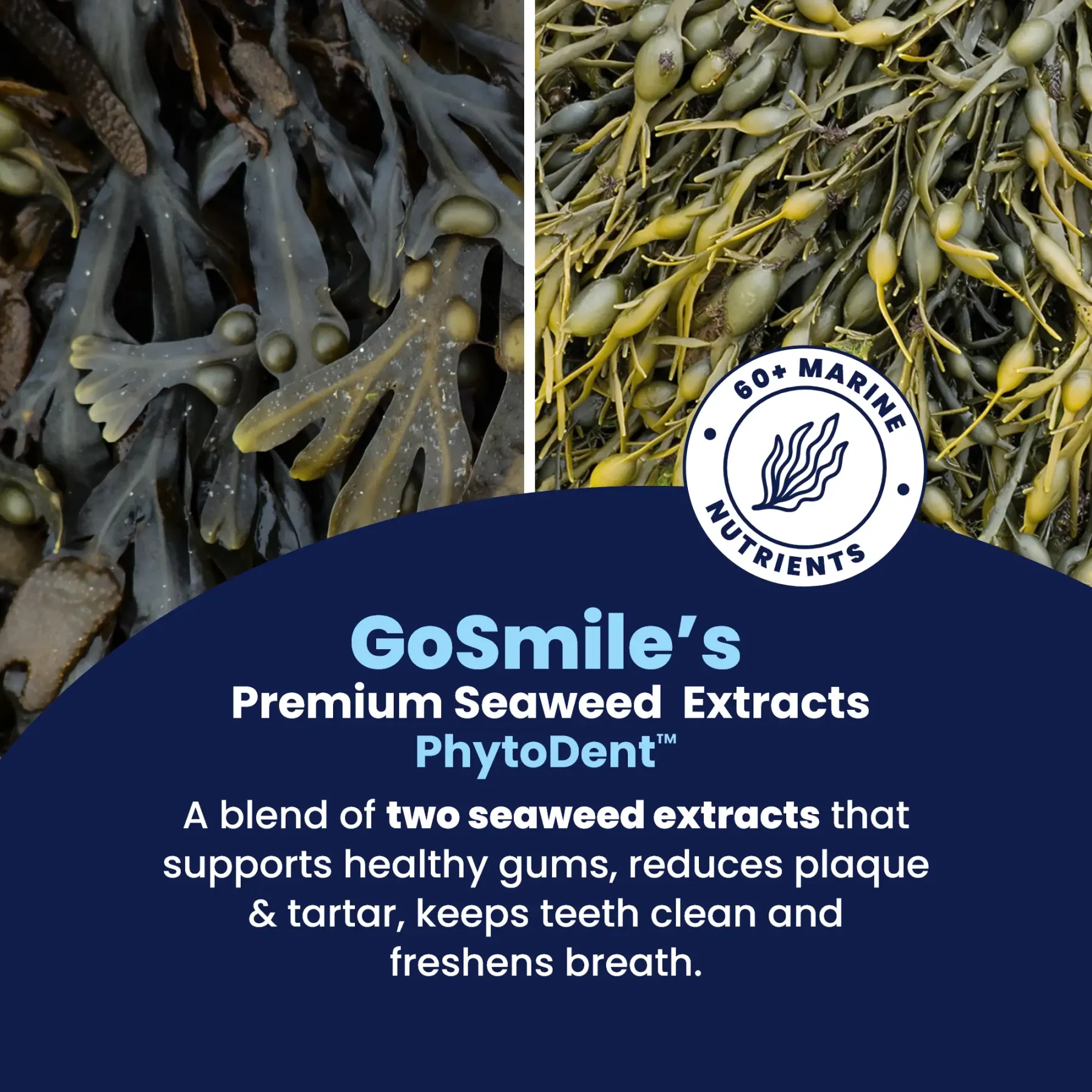 GoSmile - Seaweed Extracts GoSmile - Seaweed Extracts