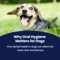 GoSmile - Why Oral Care Matters