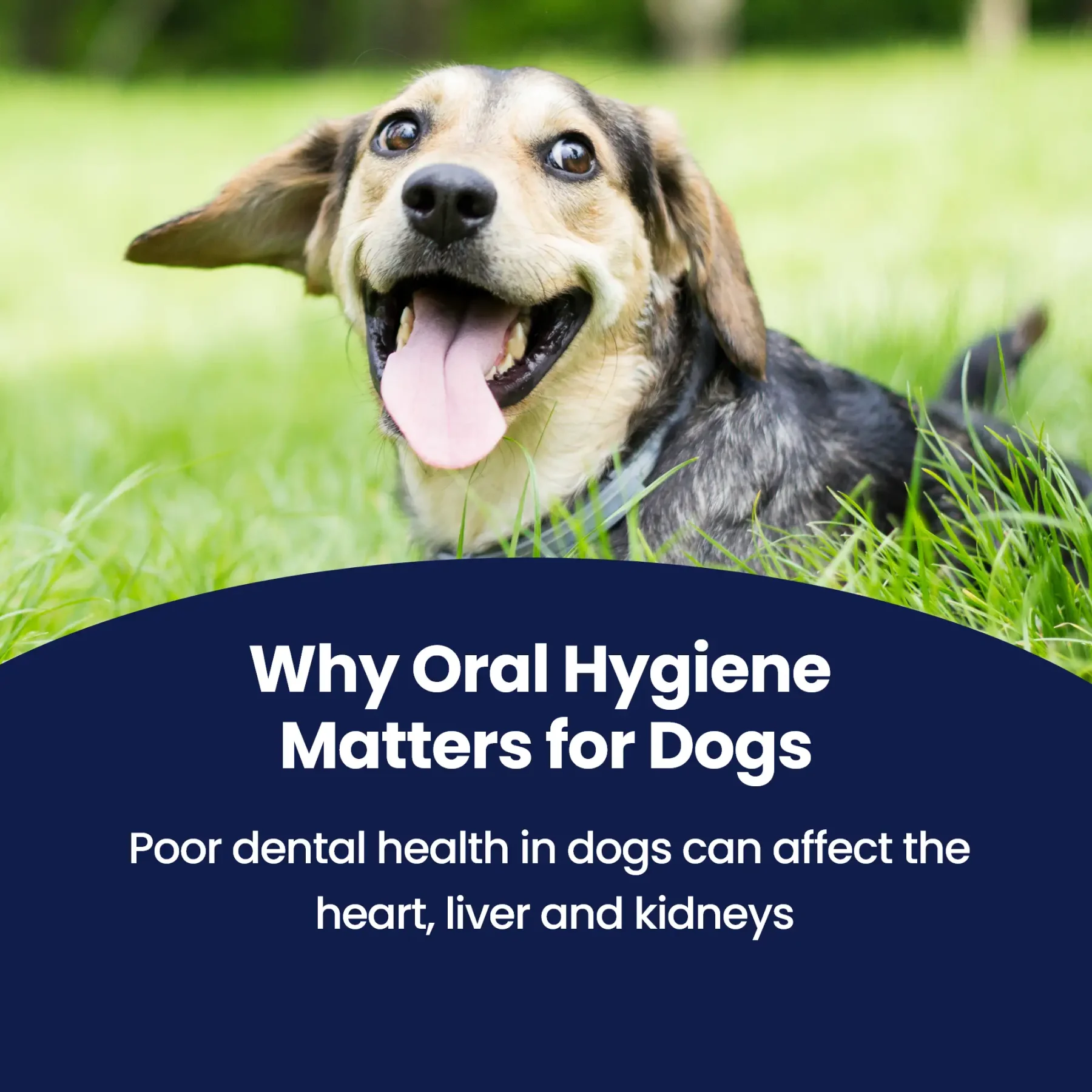 GoSmile - Why Oral Care Matters GoSmile - Why Oral Care Matters